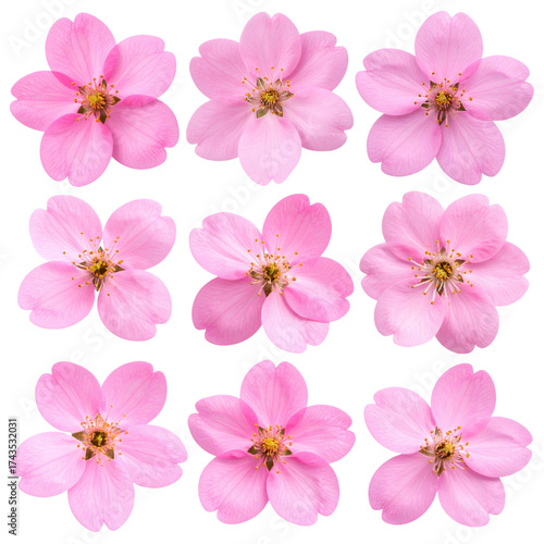 A beautiful set of pink and white cherry blossom flowers isolated on white, capturing the spring nature of the blooming tree branch