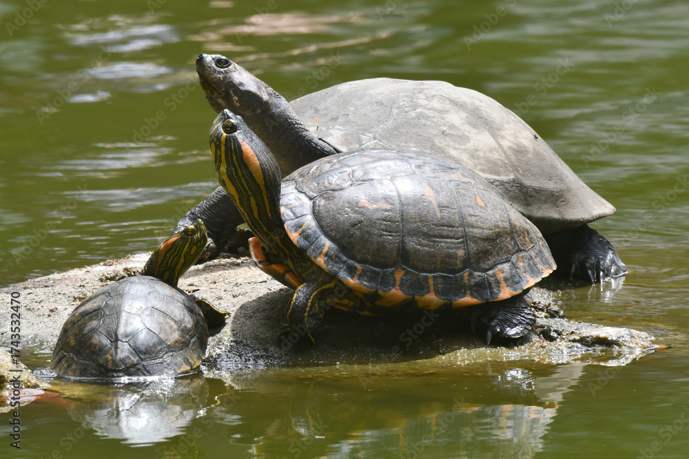 Fototapeta premium Casal de tartaruga de água doce com bebê tomando sol nas pedras do lago do jardim do Museu da República - Catete - RJ