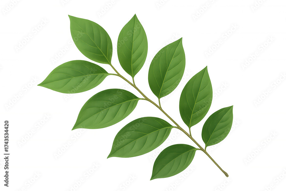 Fototapeta premium Green leaf branch with fresh foliage on a transparent background, symbolizing nature, growth, and eco-friendly concepts