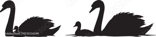 Family of swans swimming together silhouette