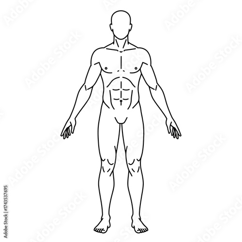 Anatomical outline of a muscular human male figure front view showing detailed muscle definition and body structure for medical or fitness concepts isolated on white background