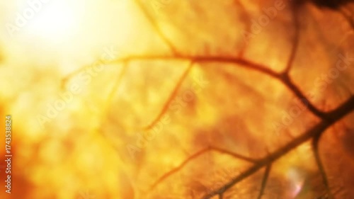 Abstract autumnal foliage with warm sunlight