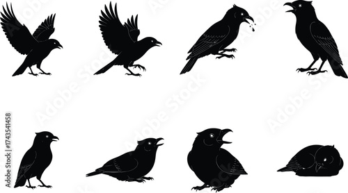 Crow Bird Vector Silhouettes Depicting Flying, Perching, Feeding, and Resting Poses for Wildlife, Tattoo, and Graphic Design Use