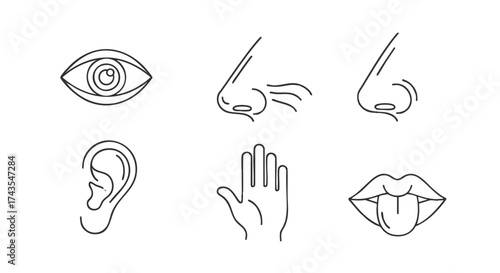 Collection of minimalist outline icons illustrating the five fundamental human senses sight, smell, hearing, touch, and taste, designed for clear communication and educational projects