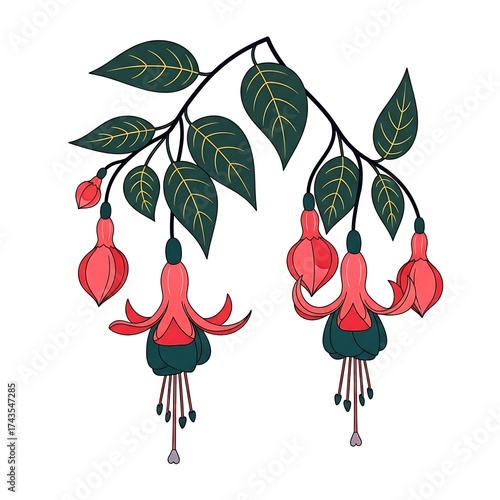 Fuchsia Flower Branch Illustration on White Background.