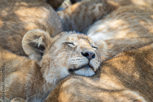 Close up of a cute Lion Cub, sleeping amoungst a larger pride, in Africa