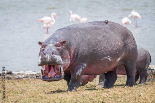 A large Hippo, with its jaws wide open, besides a lake in the Ngorongoro Crater, Tanzania, Africa