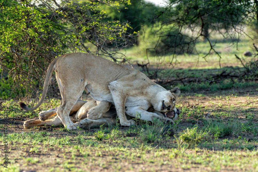 Naklejka premium Lion (Panthera leo) love couple spending several days together in Kruger National Park in South Africa