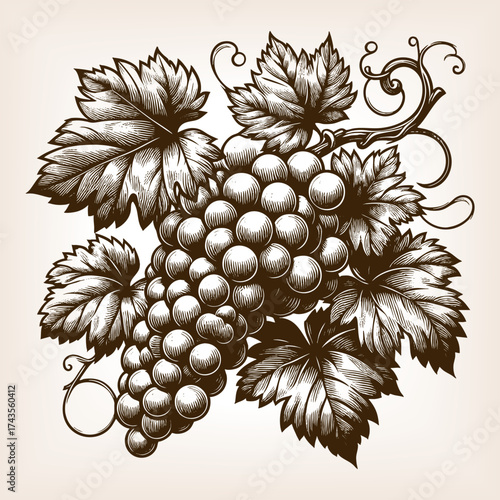 bunch of grapes with leaves and vine, symbolizing wine, harvest, fruit, and traditional botanical art sketch engraving generative ai vector illustration. Scratch board imitation. Black and white image