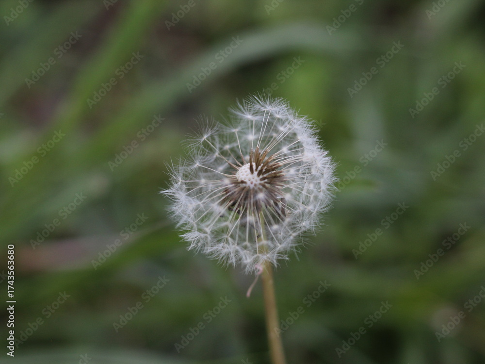 Fototapeta premium close up of dandelion seed head