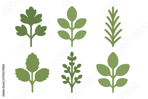 Various stylized green leaves and fresh culinary herb sprigs collection