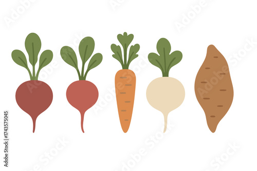 Stylized collection of fresh root vegetables including beets carrots and sweet potato