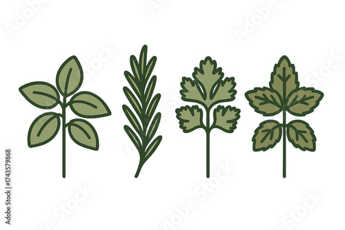 Simple graphic set of popular culinary herbs and spices like basil rosemary and parsley