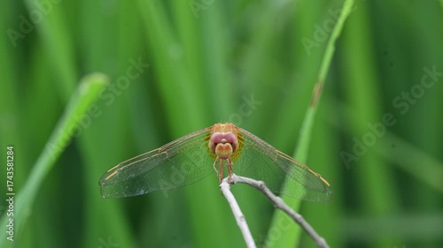 Scarlet skimmer dragonfly. Its common names ruddy marsh skimmer and Crocothemis servilia. This is a species of dragonfly of the family Libellulidae, native to east and southeast Asia. 