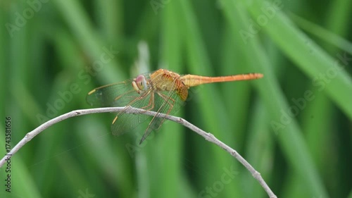 Scarlet skimmer dragonfly. Its common names ruddy marsh skimmer and Crocothemis servilia. This is a species of dragonfly of the family Libellulidae, native to east and southeast Asia. 