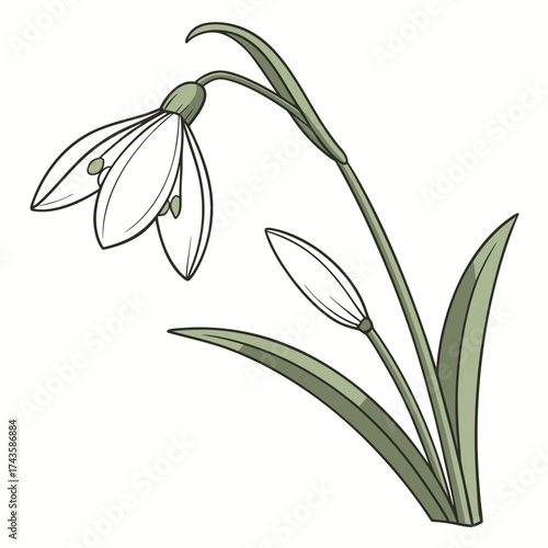 Delicate white snowdrop flower with a closed bud and green leaves on a white background
