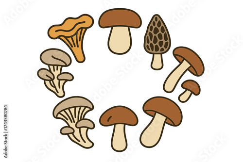 Decorative circular arrangement of edible wild mushrooms: chanterelle, porcini, and morel