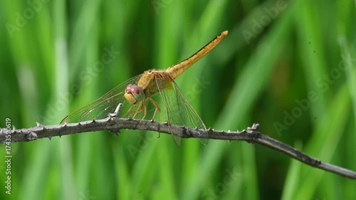 Scarlet skimmer dragonfly. Its common names ruddy marsh skimmer and Crocothemis servilia. This is a species of dragonfly of the family Libellulidae, native to east and southeast Asia. 