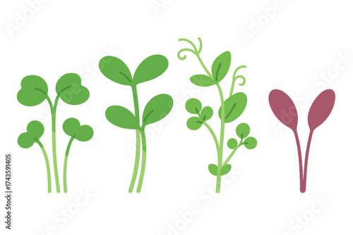 Set of various healthy microgreens and sprouts including radish, pea, and clover seedlings