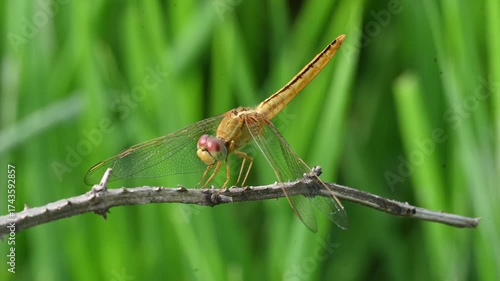 Scarlet skimmer dragonfly. Its common names ruddy marsh skimmer and Crocothemis servilia. This is a species of dragonfly of the family Libellulidae, native to east and southeast Asia. 