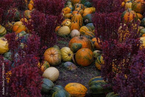 A Vibrant Autumn Scene Featuring a Variety of Pumpkins and Colorful Foliage Amidst the Harvest Season, Perfect for Celebrating Fall and Seasonal Decorations