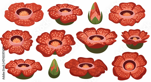 Collection of red speckled Rafflesia flowers and buds in various orientations