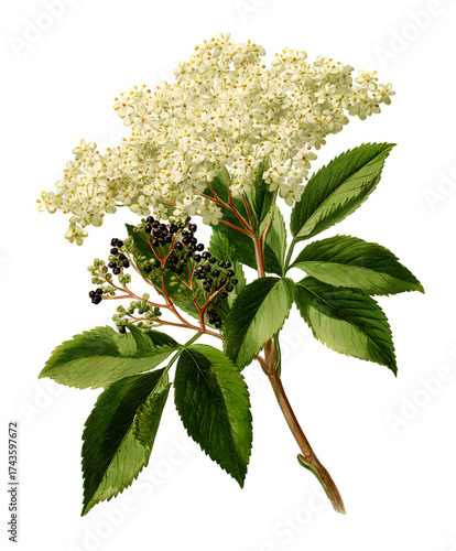 Botanical illustration of elderberry flowers and berries