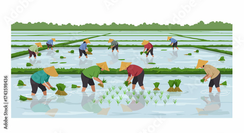 Farmers wearing conical hats transplanting rice seedlings in flooded paddy fields