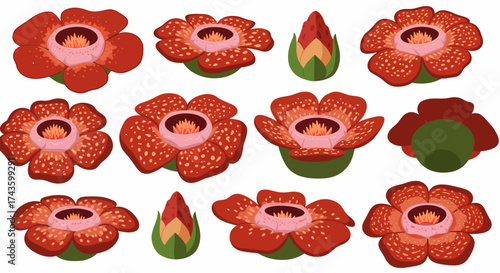 Illustrations of Rafflesia arnoldii flower at various stages and angles