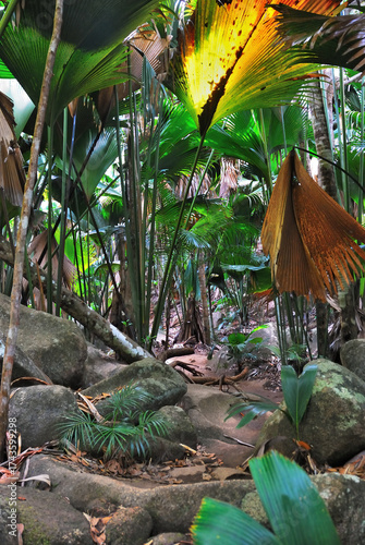 Jungle Vallee de Mai on the Seychelles islands