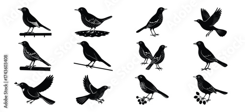 Collection of black silhouette bird illustrations in various poses and actions