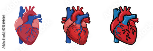 Set of Anatomical Human Heart Illustrations for Medical and Science Education