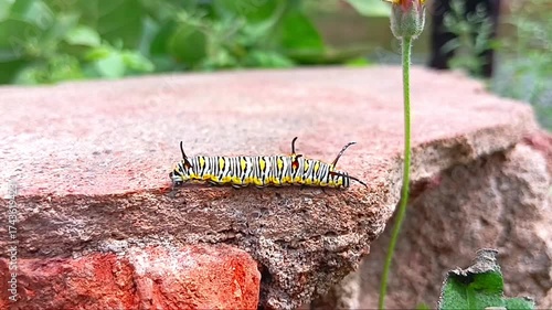 High resolution 8k footage of a caterpillar is eating on a leaf.
