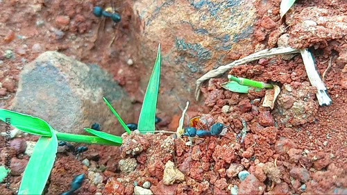 Close-up footage of large black Indian Carpenter ants Outside their nest, communicating Each Other