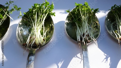 Wallpaper Mural Panorama with fresh microgreens placed in spoons on a wooden table, concept of healthy food and balanced diet. Perfect illustration for vegetarian, vegan nutrition, superfoods, and organic lifestyle. Torontodigital.ca