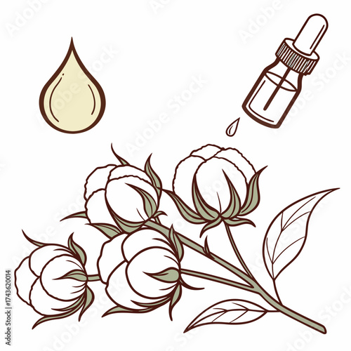 Illustration of cotton plant bolls with a dropper bottle and a drop of liquid symbolizing cotton seed oil extraction