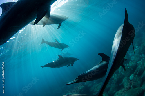 Sunlight and a view of a group of dolphins