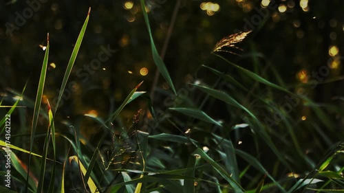 Lush green grass sways gently in the breeze, illuminated by soft sunlight filtering through trees, capturing the serene beauty of nature in motion and tranquility