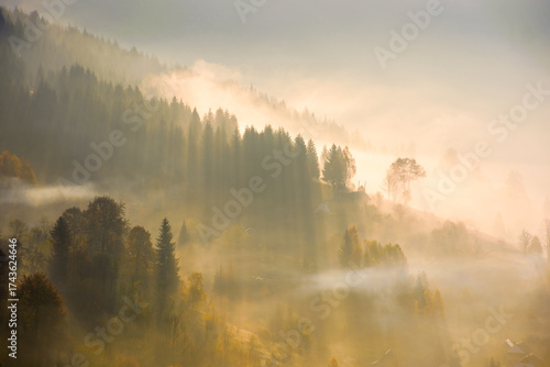 Fotografie rising fog in valley