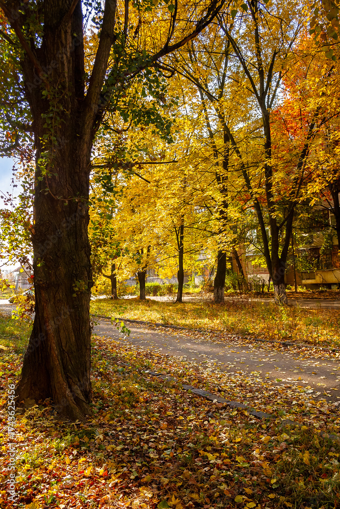 Naklejka premium street on a sunny autumn day. scenic urban landscape of uzhhorod. row of old trees in yellow foliage along the walking path in bright light. ground covered in fallen leaves