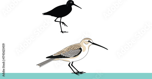Bird comparison illustration showing silhouette and full color side profile with long beak, slender body, and patterned wings on surface