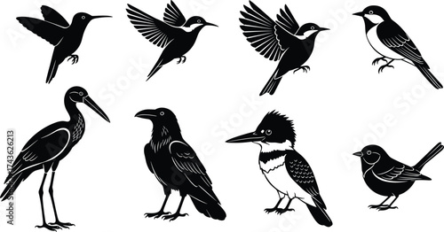 Black and white bird silhouettes in flight and perched poses, vector illustration of diverse species for nature, wildlife, and art themes