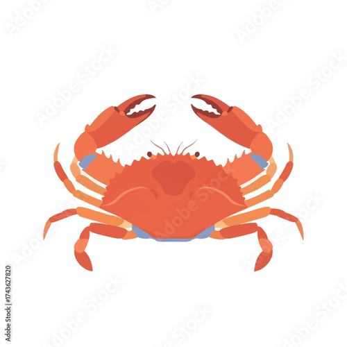 Vibrant orange crab with claws extended ready to pinch and grab.