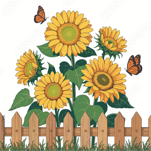 Sunflowers blooming near a garden fence in a bright summer field