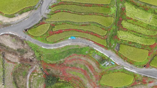 Red red spider lilies and rice terraces in Japan - 4K drone footage