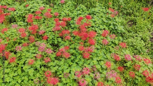 Japanese red spider lilies photographed with a 4K drone