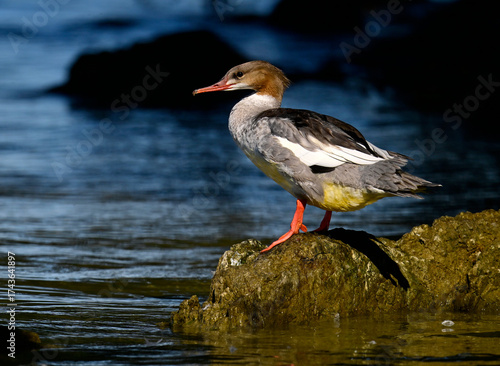Common merganser // Gänsesäger (Mergus merganser) 