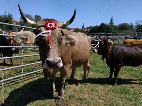 Feria de ganado en Comillas, Cantabria