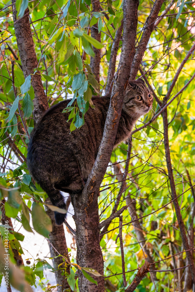 Fototapeta premium Grey cat on a tree. High quality photo