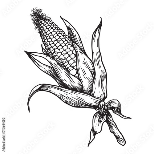 Engraved-style drawing of an ear of corn tied with its husk.